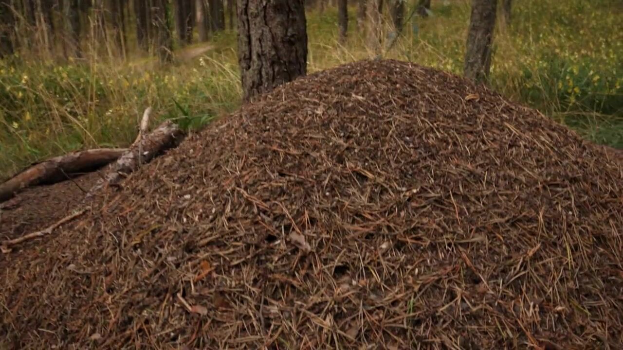 Делікатні лесбіянки займаються сексом у свіжому повітрі порно відео